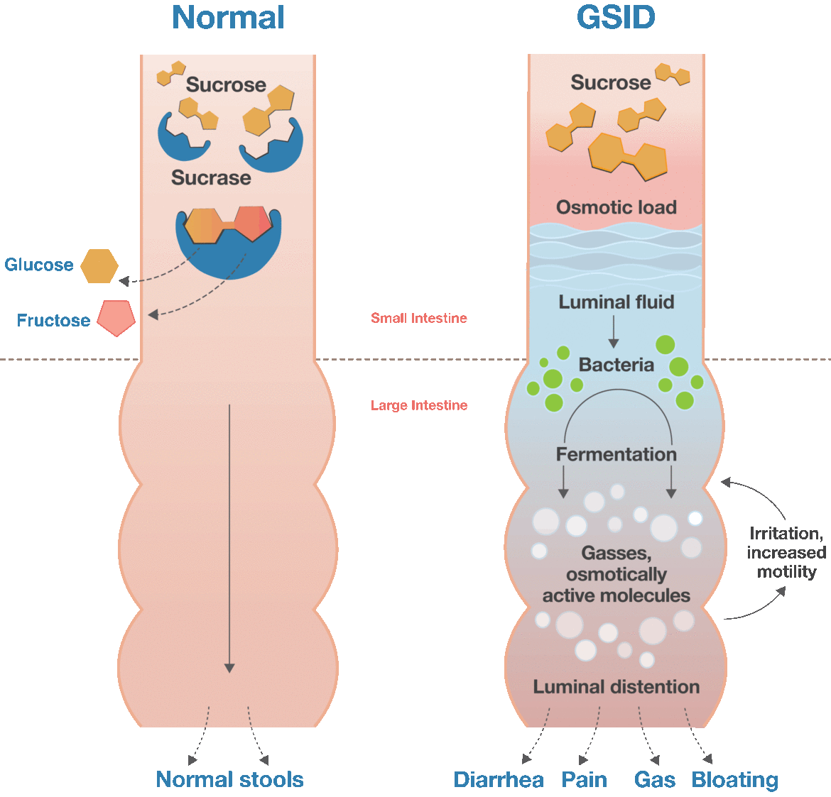 GSID_NORMAL-digestion.gif