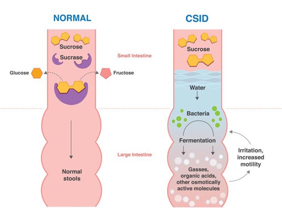 sucrose_digestion_with_and_without_gsid.jpg