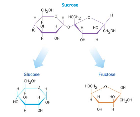 sucrose_into_glucose_fructose.png