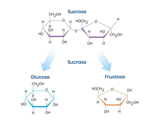 About CSID Sucrose into glucose and fructose