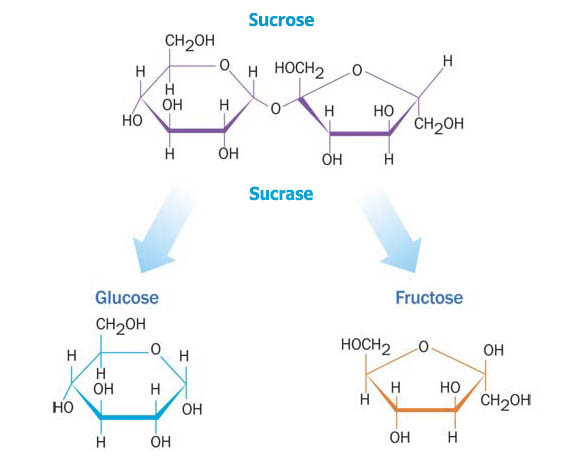 sucrose_into_glucose_fructose.jpg